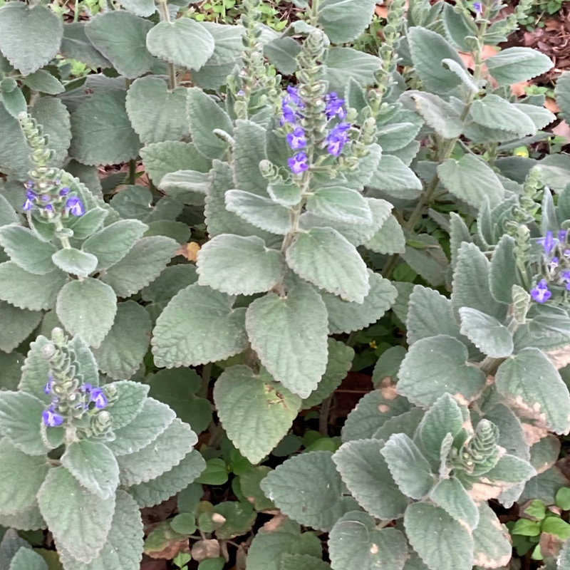 Skullcap