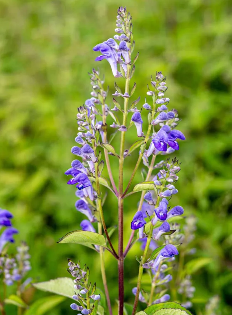 Skullcap