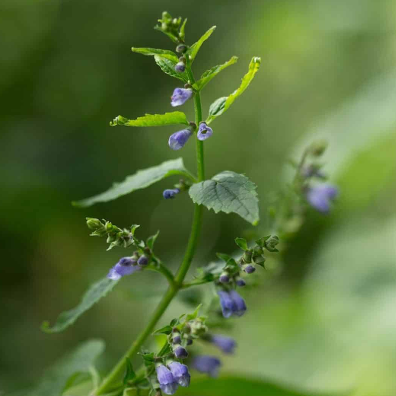 Skullcap
