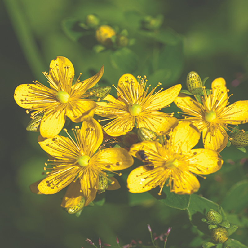 Saint John's Wort