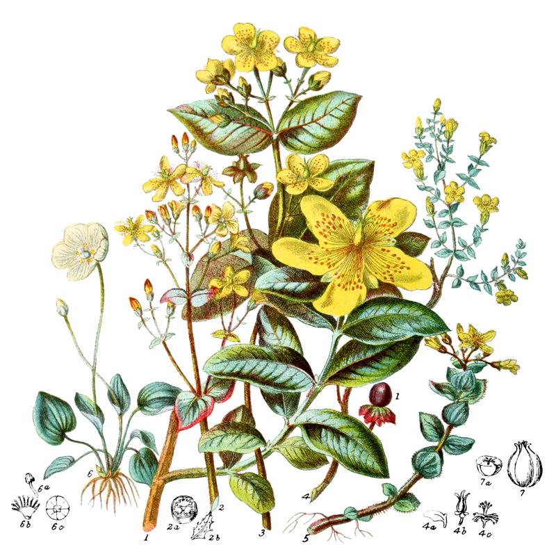 Saint John's Wort
