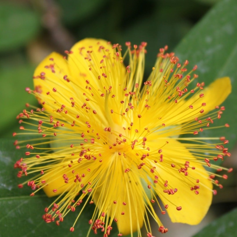 Saint John's Wort