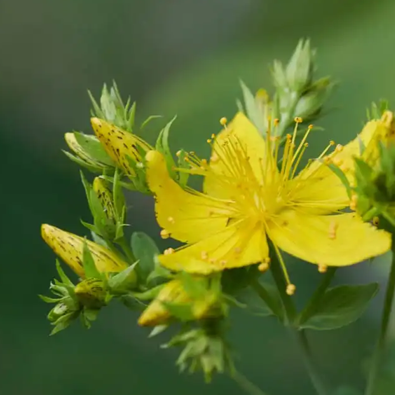Saint John's Wort