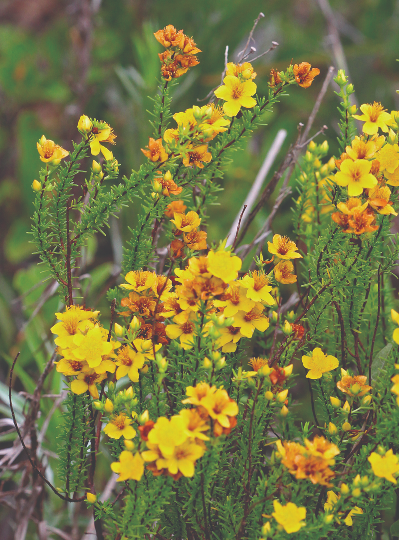 Saint John's Wort