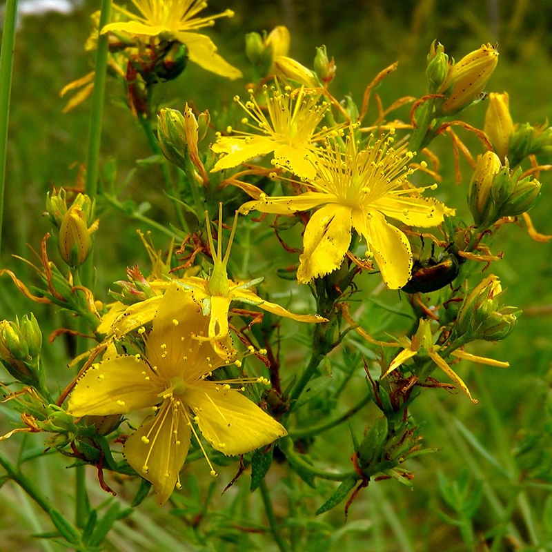 Saint John's Wort