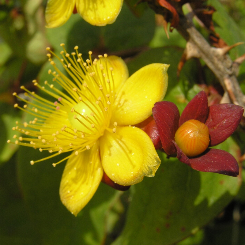 Saint John's Wort