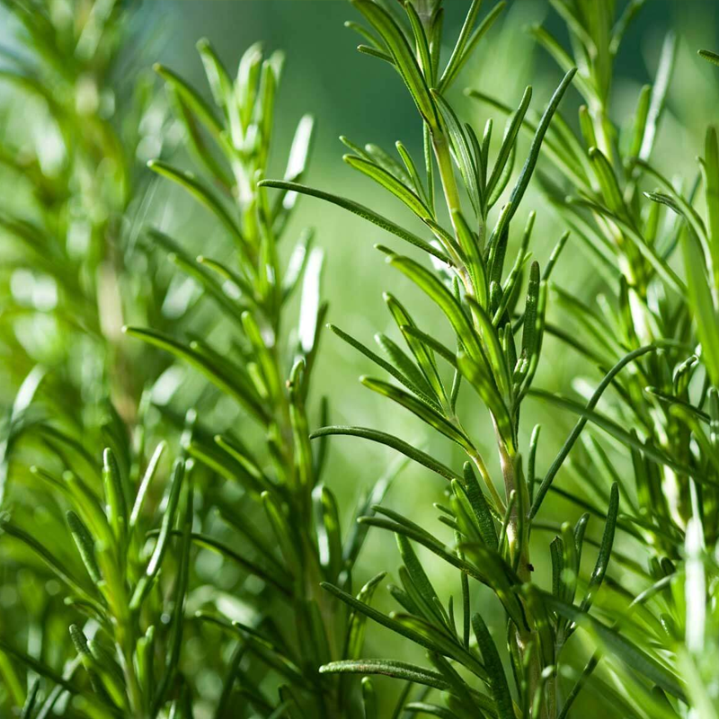 Rosemary