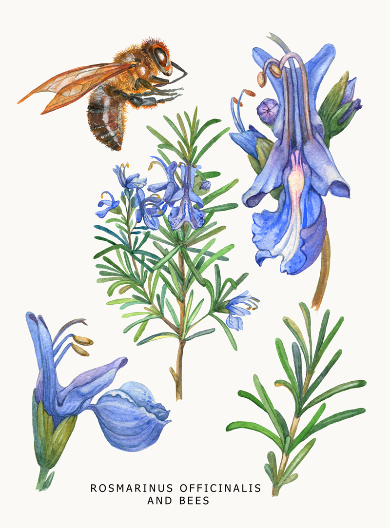 Rosemary