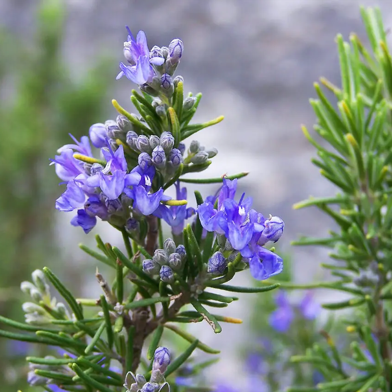 Rosemary