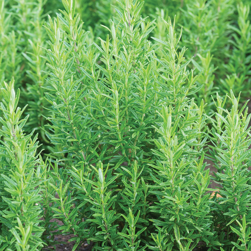 Rosemary