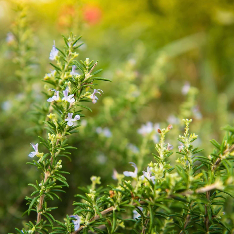 Rosemary