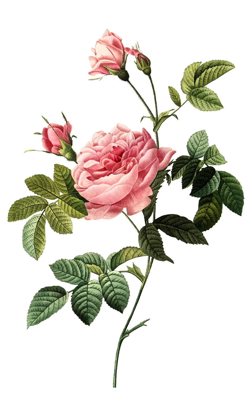 Rose Petals