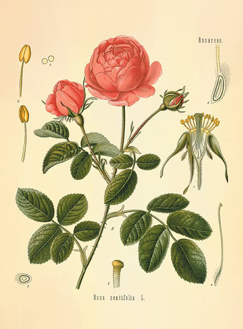 Rose Petals