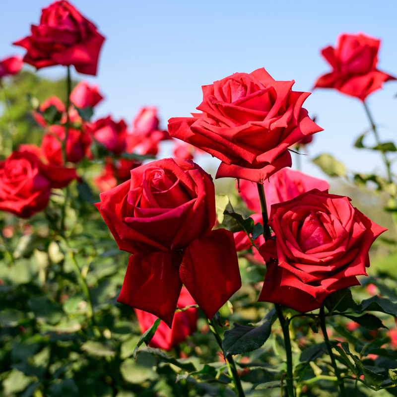 Rose Petals