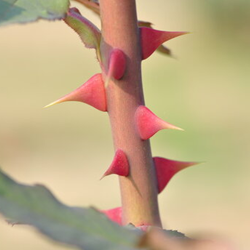 Rose Petals