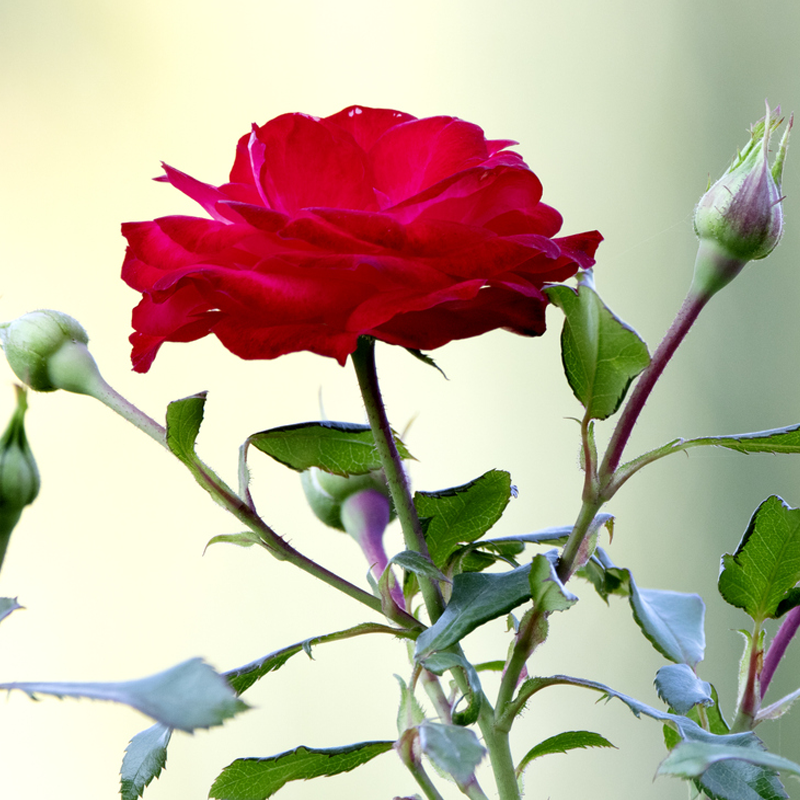 Rose Petals