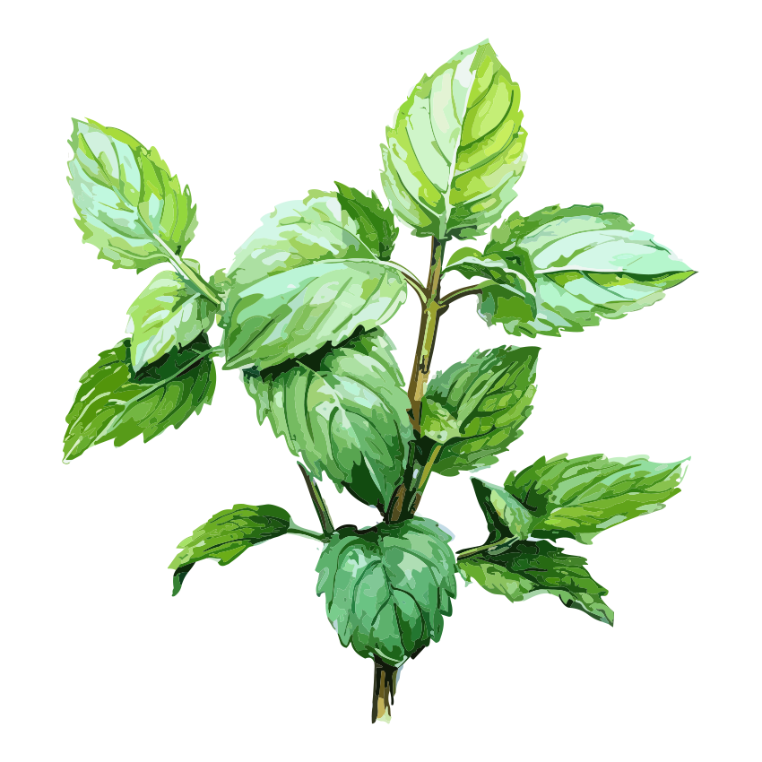 Spearmint botanical illustration
