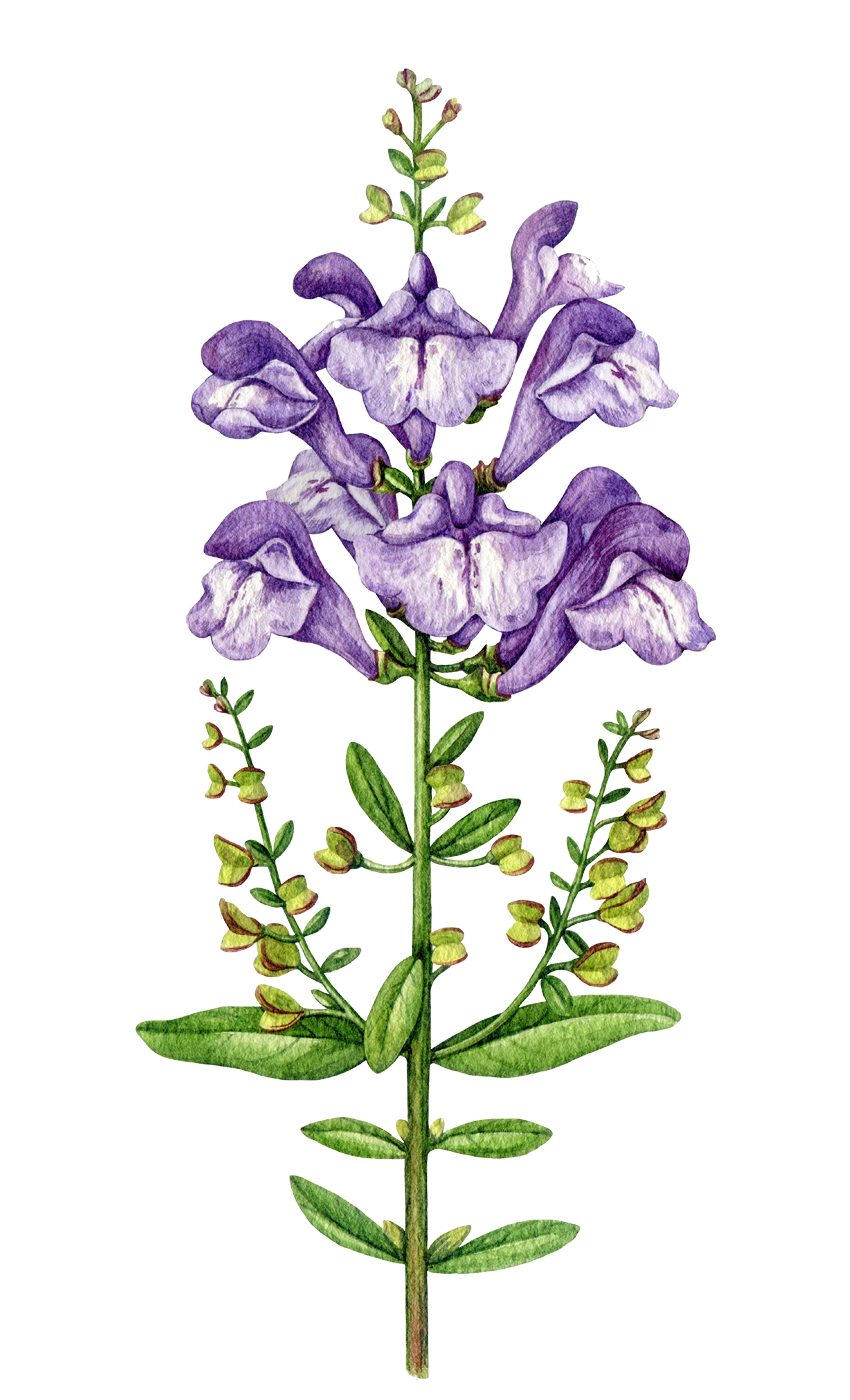Skullcap botanical illustration