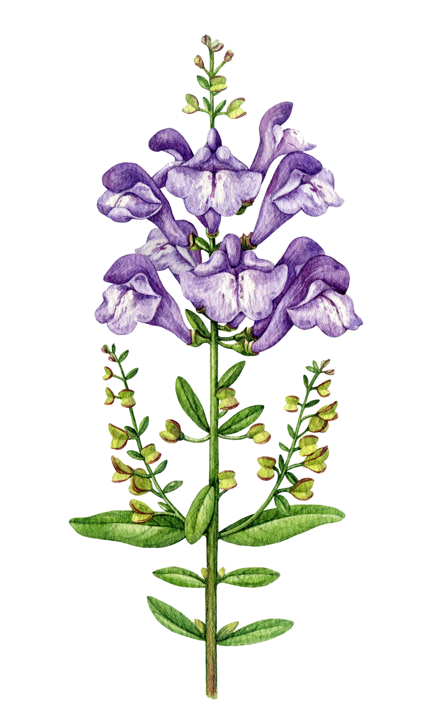 Skullcap