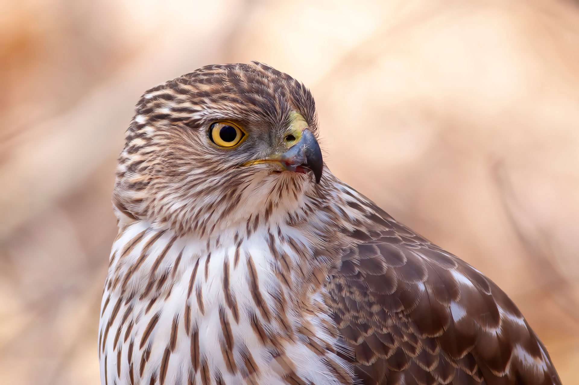 Hawk Medicine: The Piercing Cry That Wakes You From the Dream