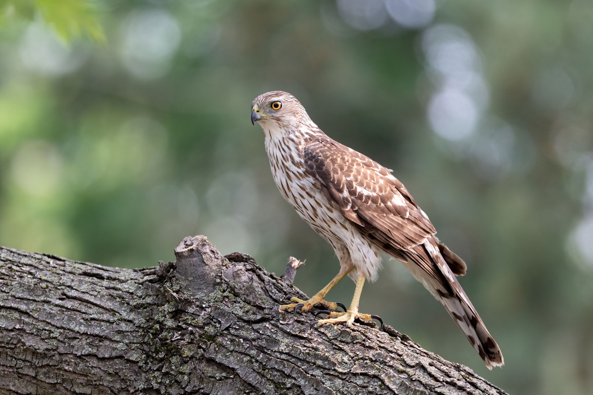 Coopers Hawk Perched on a Log