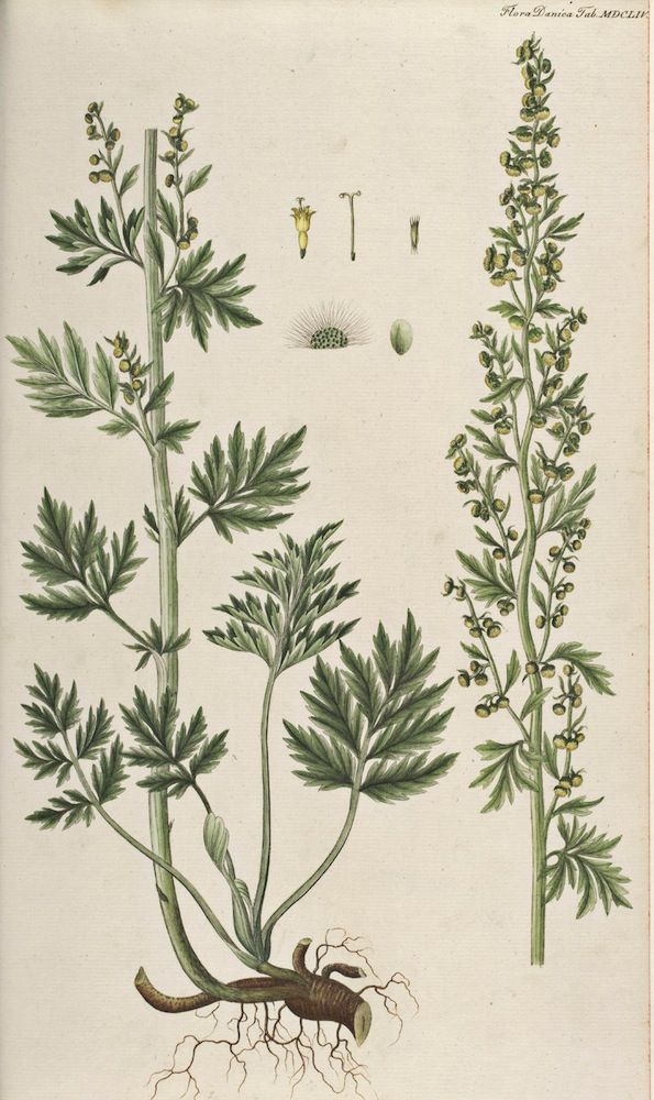 Wormwood