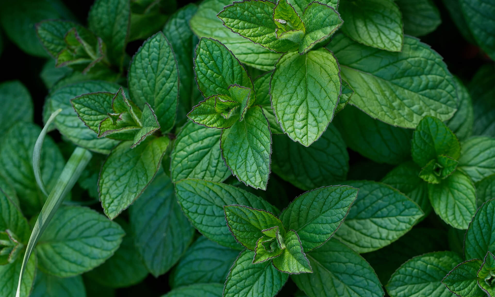 A 3,500 year old cooling remedy
