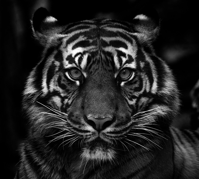 The Call of the Wild: Tiger Medicine Magic