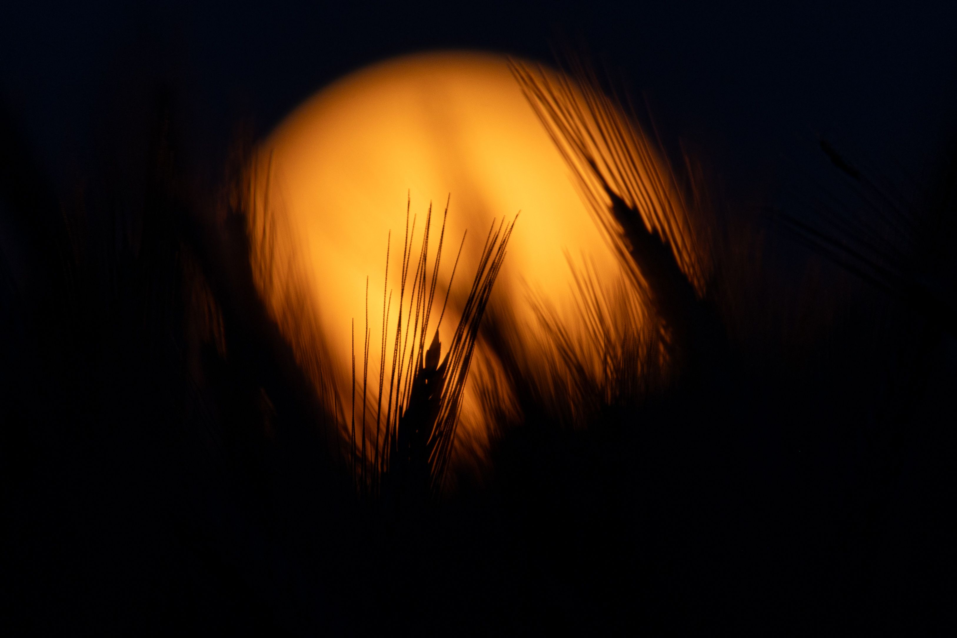 Neil Young’s Chipmunk Grandma: Discover the Harvest Moon Connection