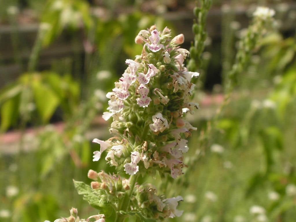 Rounded Catnip Flowerhead