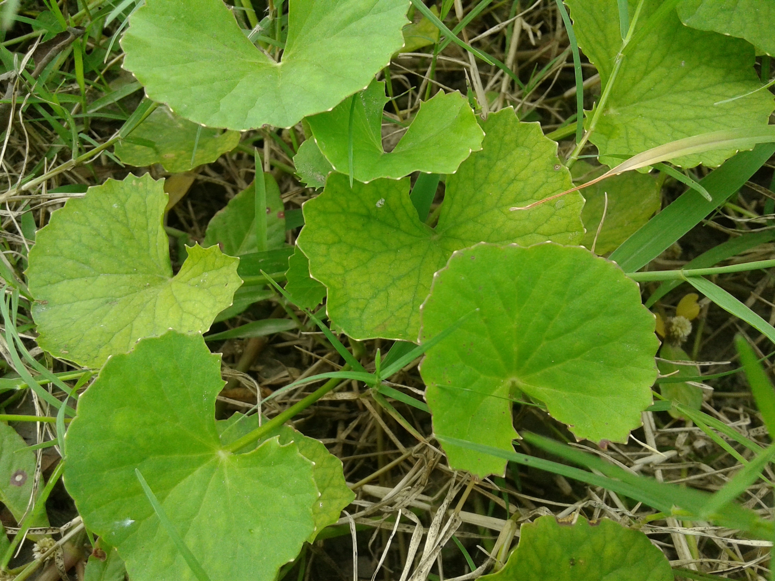 Gotu Kola