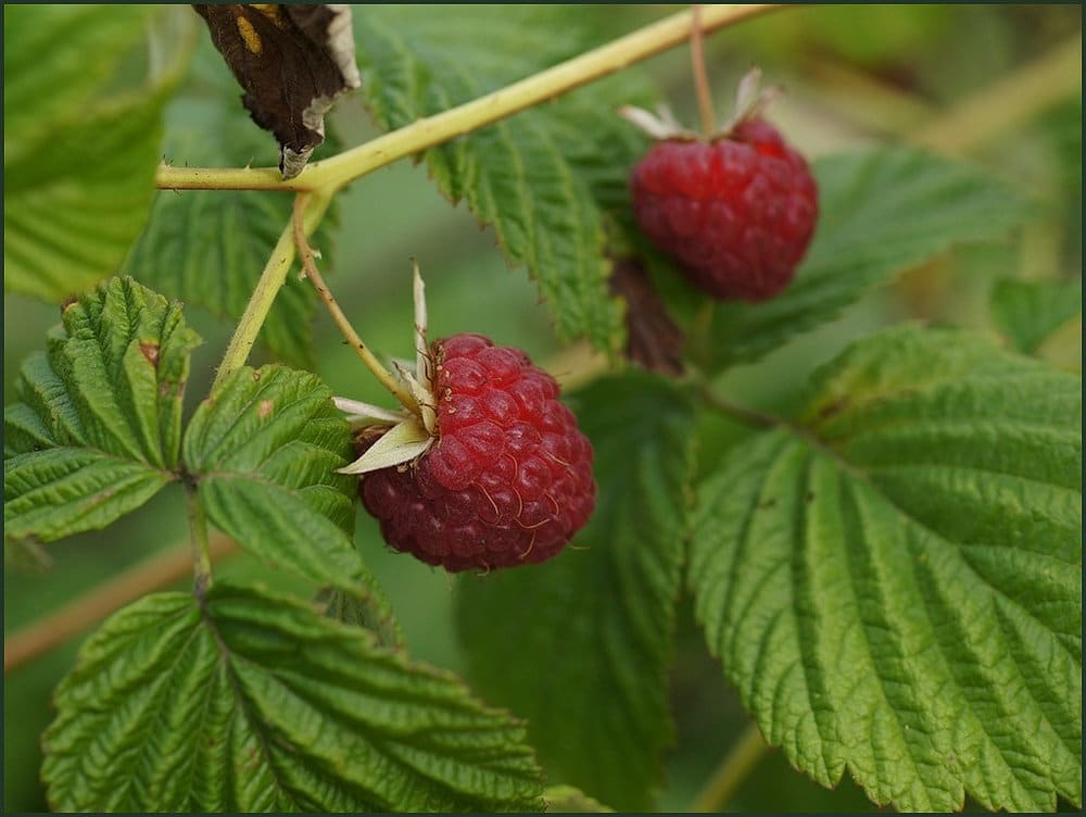 Red Raspberry Leaf