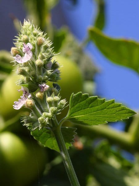 Catnip Flowers Closeup