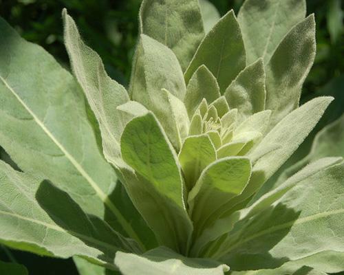 indian tobacco mullein Is the bottom right mullein, nicknamed tobacco? It has over 200 hundred species including V Mullein (Verbascum thapsus)