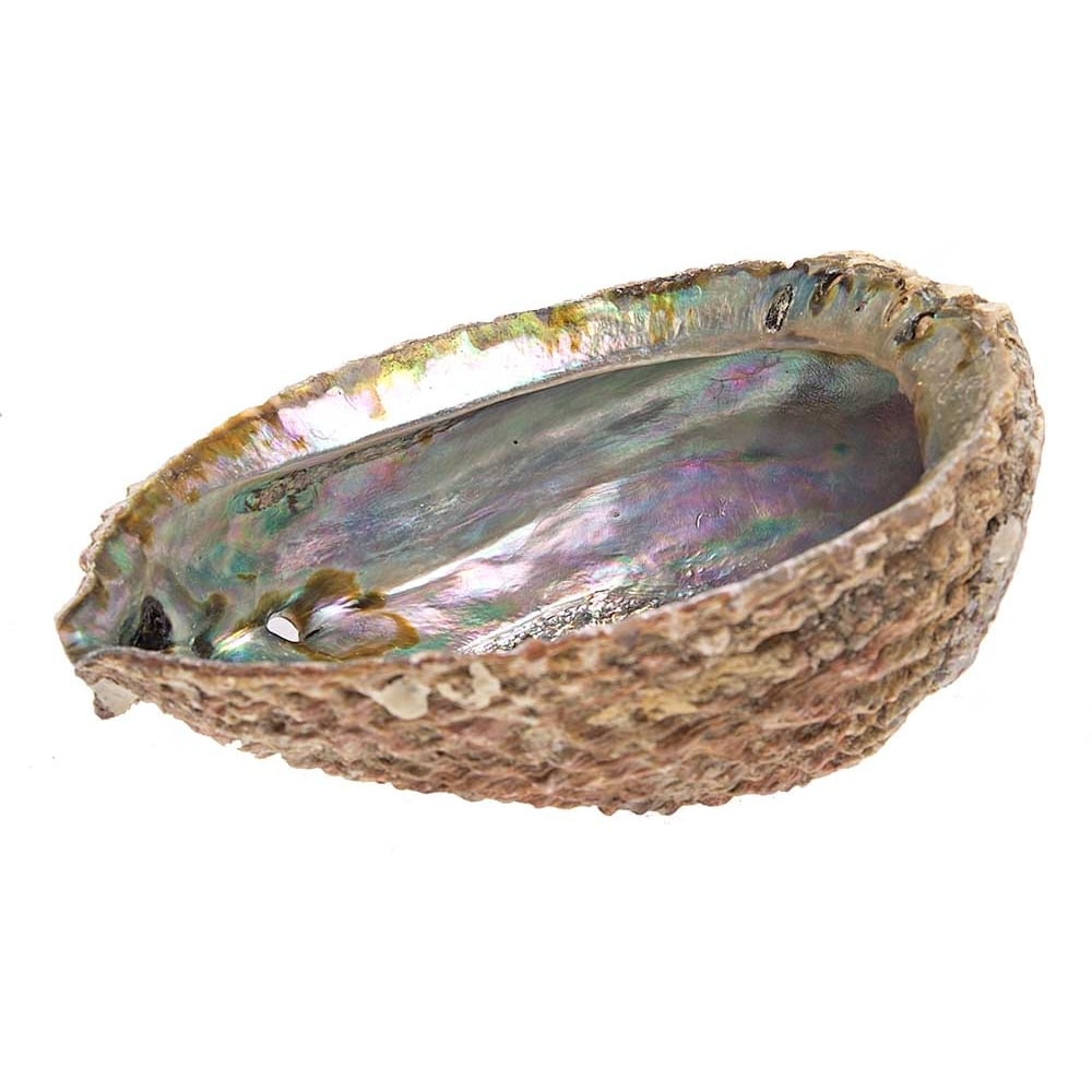 Abalone Shell