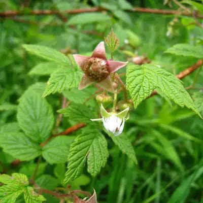red_raspberry Skullcap