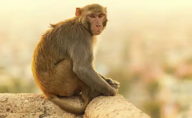 Monkey Medicine