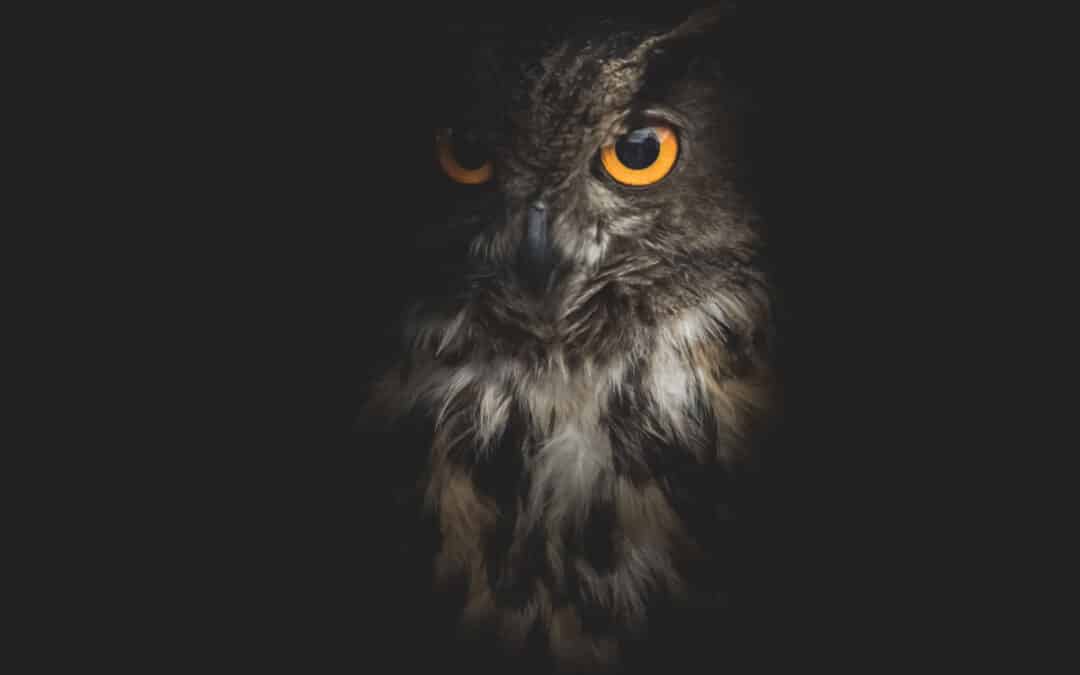 Owl Medicine