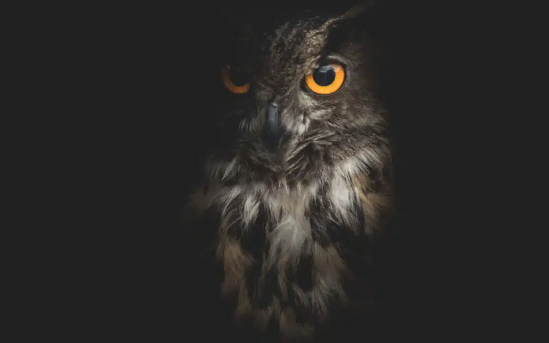 Owl Medicine