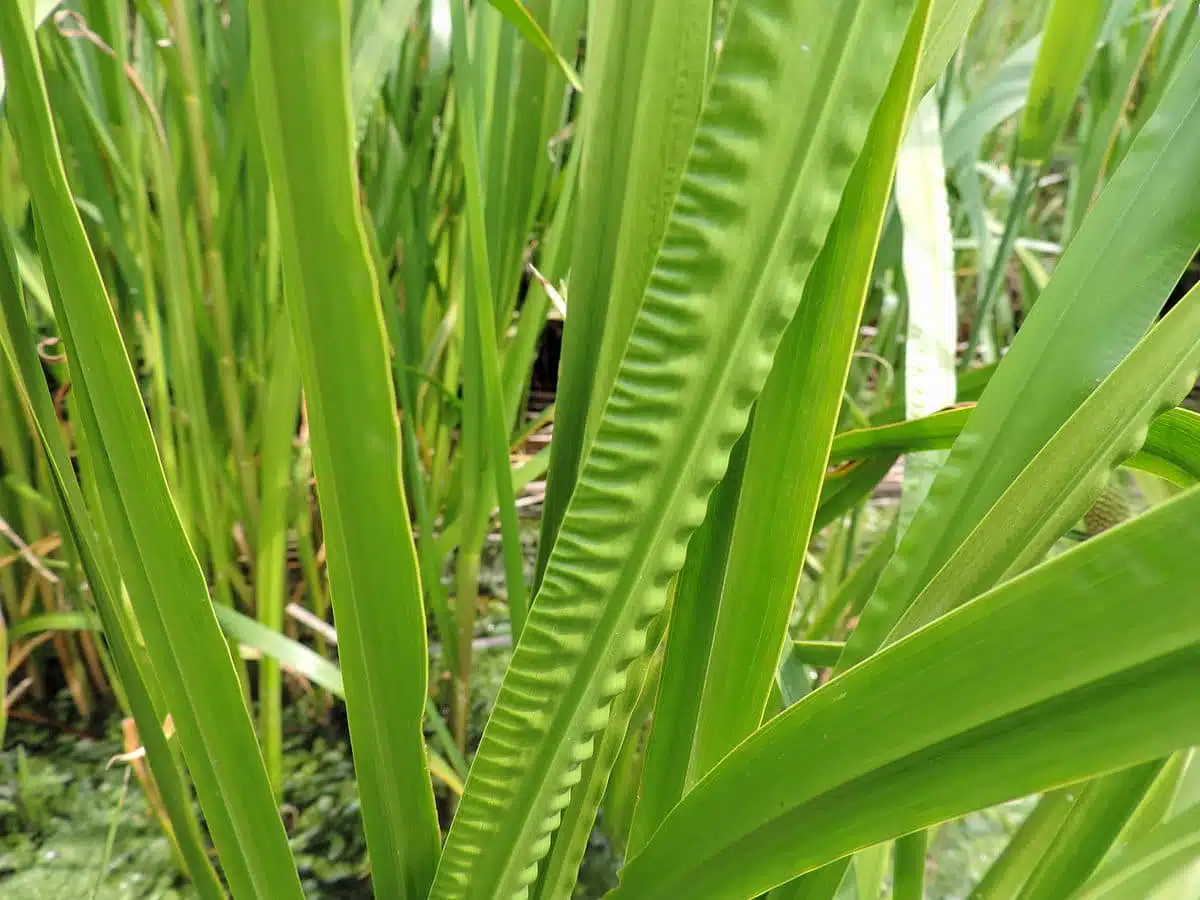 Calamus