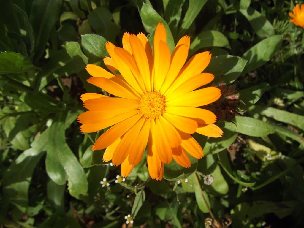 Calendula