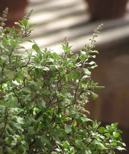 Holy Basil