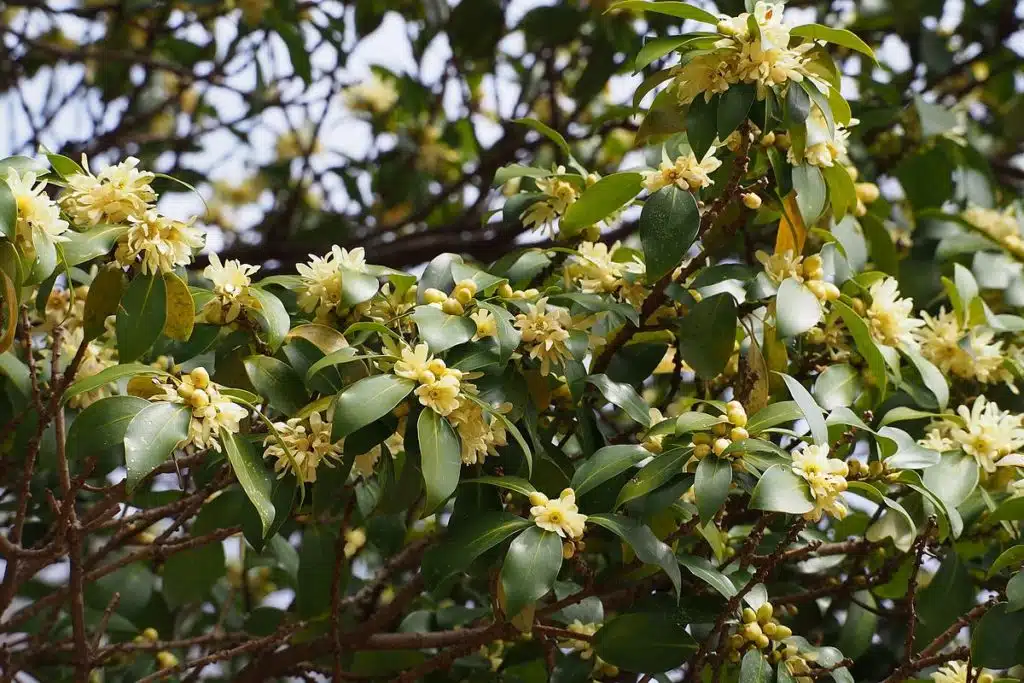Star Anise Star Anise