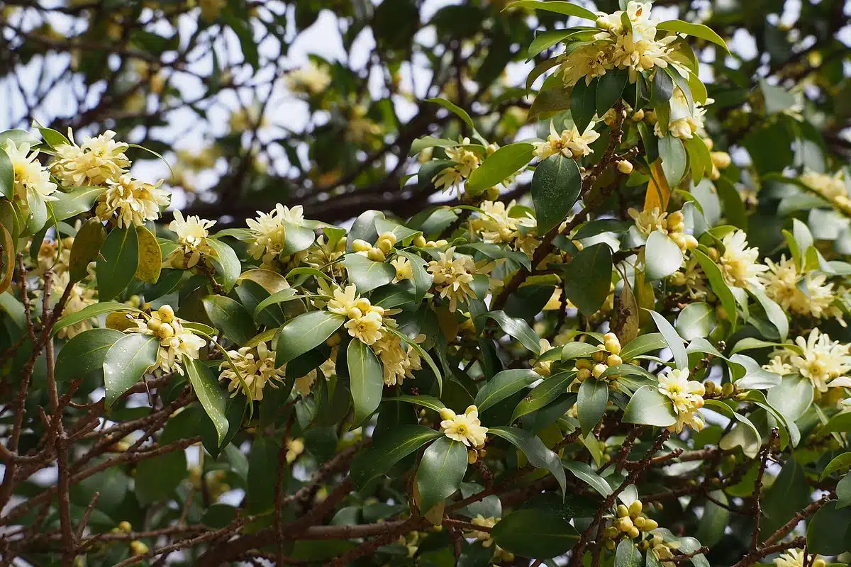 Star Anise Star Anise