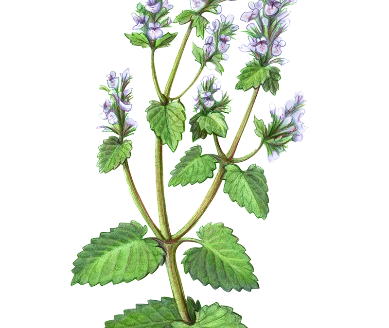 Catnip