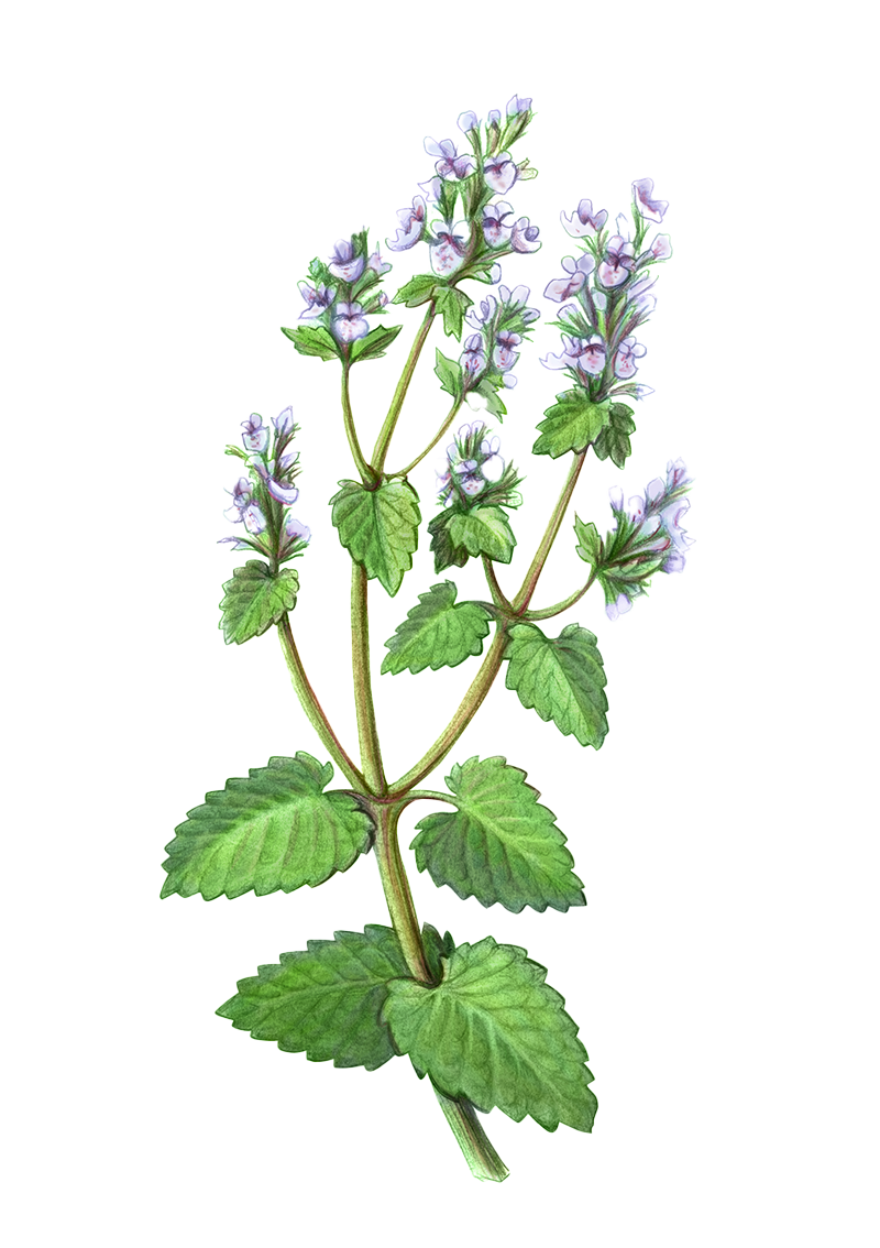 Catnip