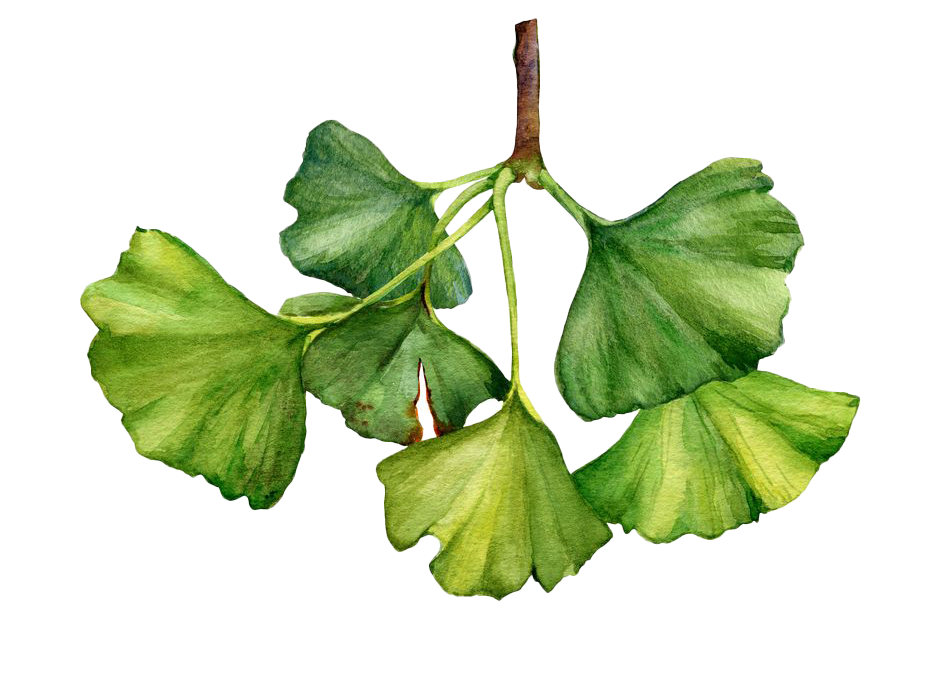 Ginkgo biloba