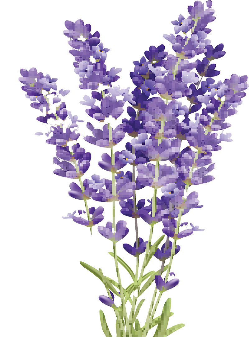 Lavandula angustifolia — Wikipédia