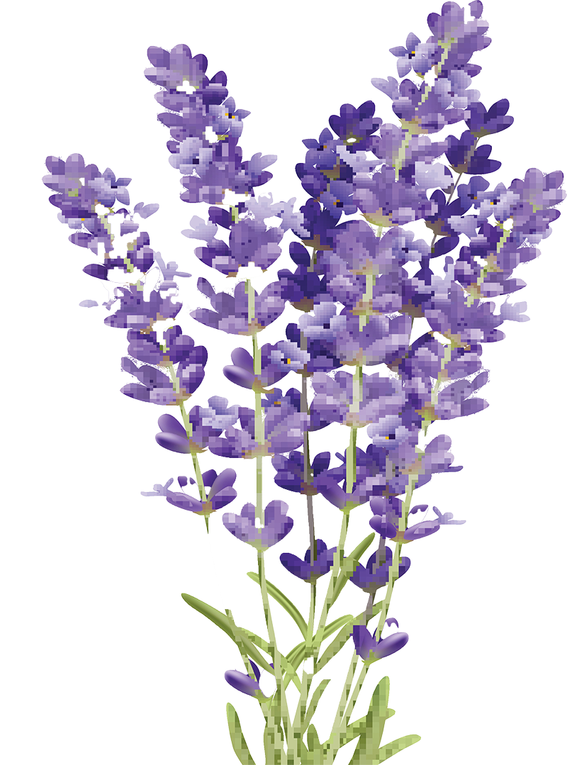 Lavender flower - Bear Blend