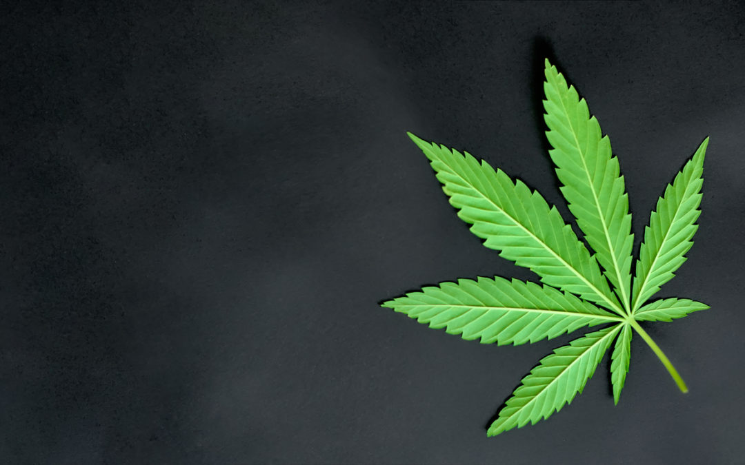 Gateway Weed? Smell the Stink of World War DystOpioid — An Activist Primer